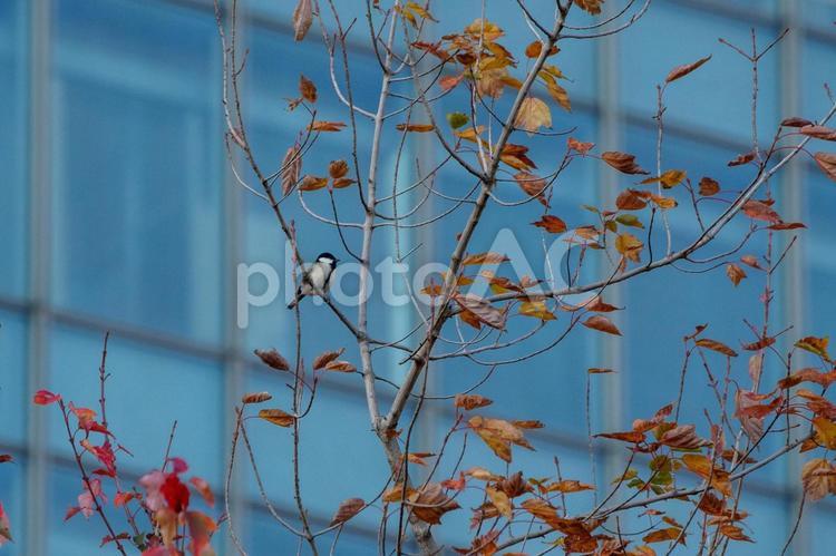 紅葉した葉と木の枝にシジュウカラ 鮮やか,晴れ,木の写真素材