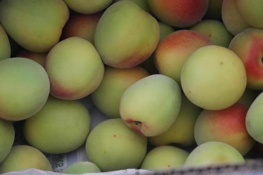 南高梅 梅,南高梅,梅仕事の写真素材