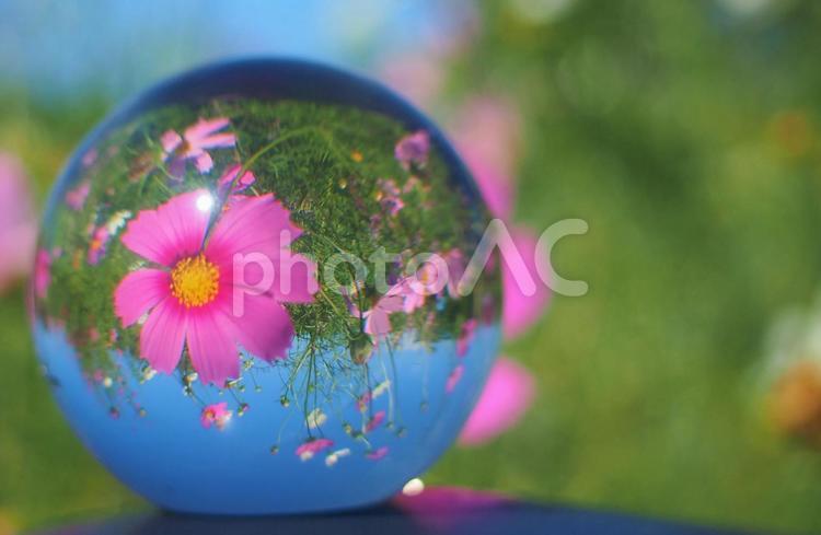 ガラスボールの中のコスモス畑 コスモス,ビー玉,水晶の写真素材