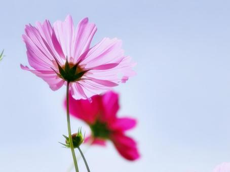 透き通る花びらのピンクのコスモス 透き通る花びらのピンクのコスモス コスモス,ピンク色,青空の写真素材