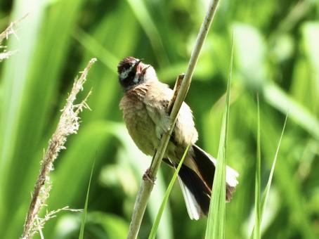 Bunting caught on reed, JPG