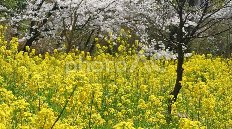 桜と菜の花 春,空,明るいの写真素材