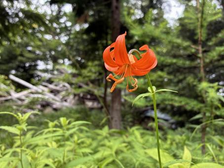 Lilies on the Yoshida trail to Mt. Fuji, JPG