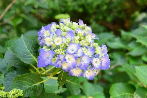 青い紫陽花の写真