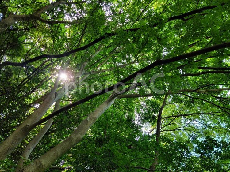 木々の間から差し込む木漏れ日 新緑,緑,夏の写真素材