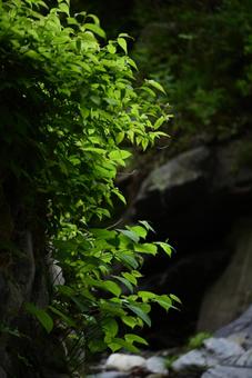 山を覆う植物の写真