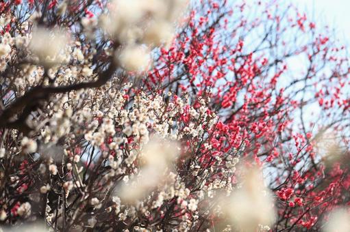 梅の花 梅の花の写真