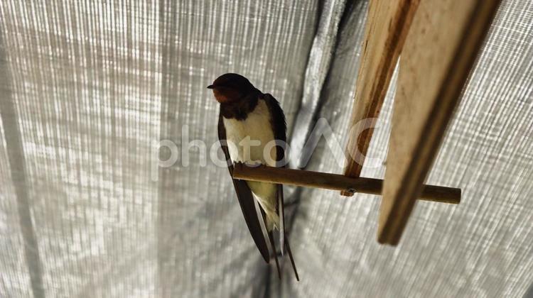 木にツバメが止まっている写真 とり,鳥,燕の写真素材