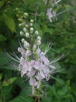 ネコノヒゲの花 ネコノヒゲの花 の写真