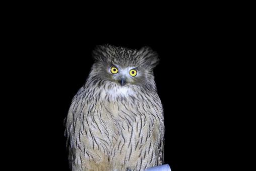 シマフクロウ シマフクロウの写真