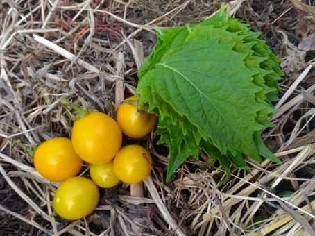 黄色ミニトマトと青紫蘇 黄色ミニトマトと青紫蘇 新鮮野菜,畑,野菜の写真素材