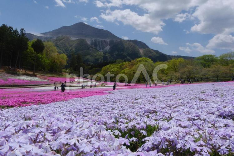 武甲山と芝桜 芝桜,シバザクラ,武甲山の写真素材