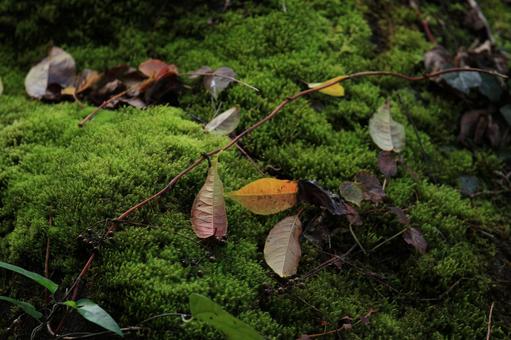 紅葉 紅葉の写真