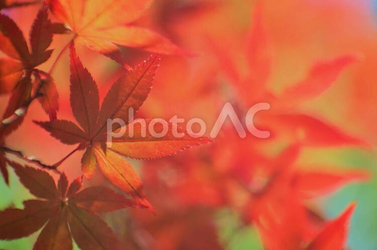 爽やかな紅葉（イロハモミジ）の風景 イロハモミジ,秋,紅葉の写真素材