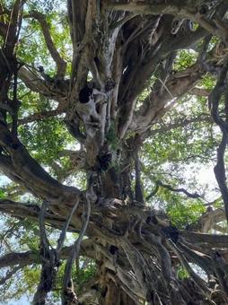 絡み合う樹木の写真