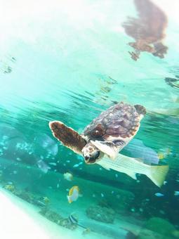 Sea turtle baby, JPG Sea turtle baby, JPG