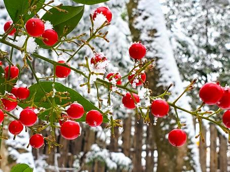 雪を被る南天の実 南天,ナンテン,雪の写真素材