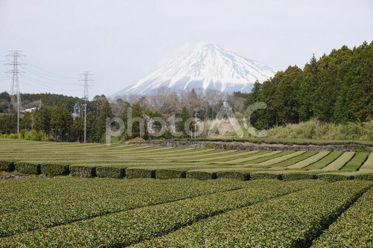 富士山と茶畑　静岡県富士市 茶畑,お茶,畑の写真素材
