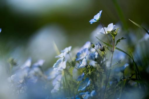 Nemophila, JPG