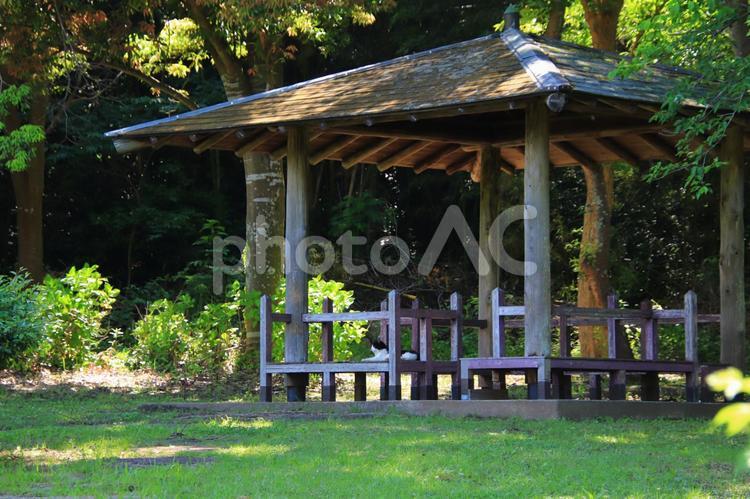 あずまやと猫 庭,風景,施設の写真素材