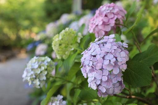 紫陽花５ アジサイ,5月,美しいの写真素材