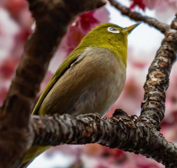 桜とメジロ 桜とメジロの写真