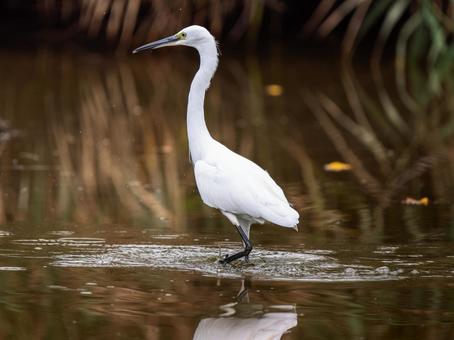 水辺のコサギ 水辺のコサギ コサギ,鳥,野鳥の写真素材