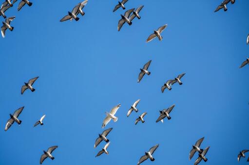 ハトの飛翔⑷ 鳥,ハト,鳥類の写真素材