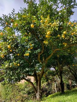 柚子の木2 柚子,柑橘,果樹の写真素材