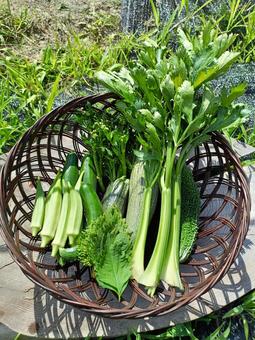 夏野菜の収獲 夏野菜の収獲 夏野菜,野菜,家庭菜園の写真素材