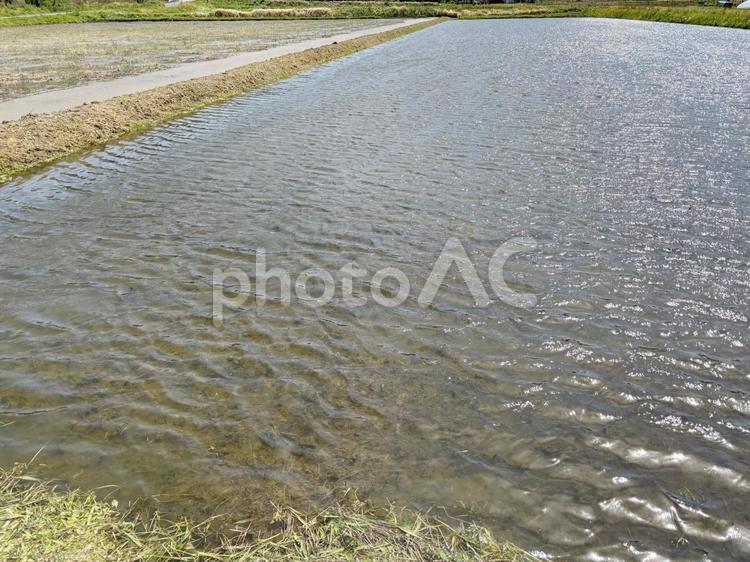 田植え前の田んぼ 田植え前,田んぼ,代かきの写真素材