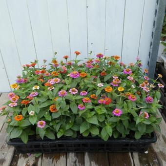 Colorful summer flowers, small zinnia flowers, JPG