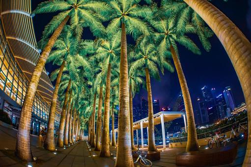 シンガポール夜景とヤシの木 シンガポール夜景とヤシの木の写真