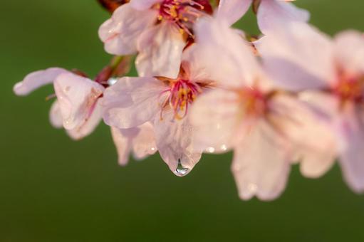 桜002 桜002の写真