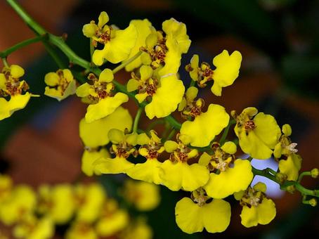 オンシジウム オンシジウム,golden,showerの写真素材