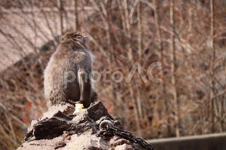 ニホンザル 動物,生き物,生物の写真素材