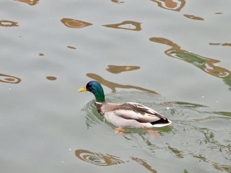 かるがも かるがも かるがも,カルガモ,軽鴨の写真素材