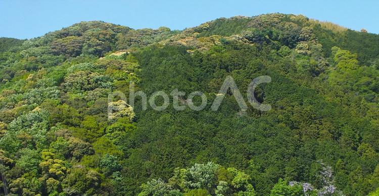 春　鮮やかな色の違い　針葉樹と広葉樹の色 春の山,山,春の写真素材