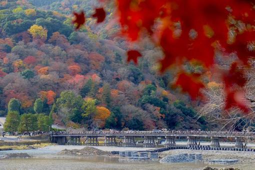 嵐山 嵐山 嵐山,京都,橋の写真素材