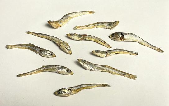 カタクチイワシの煮干し カタクチイワシ,煮干し,出汁の写真素材
