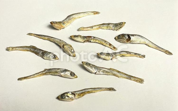 カタクチイワシの煮干し カタクチイワシ,煮干し,出汁の写真素材