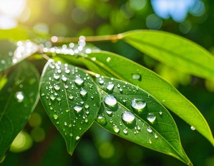 水滴の付いた葉っぱの写真