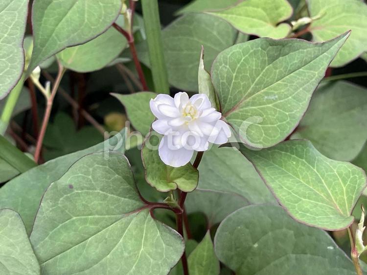 神田川5月：ヤエノドクダミの花 ヤエノドクダミ,八重のドクダミ,八重咲きドクダミの写真素材