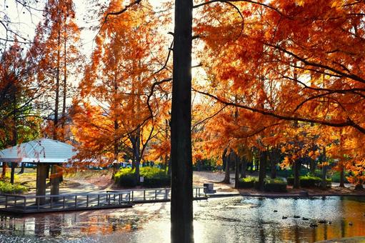 神宮東公園の池周辺の紅葉 神宮東公園の池周辺の紅葉の写真
