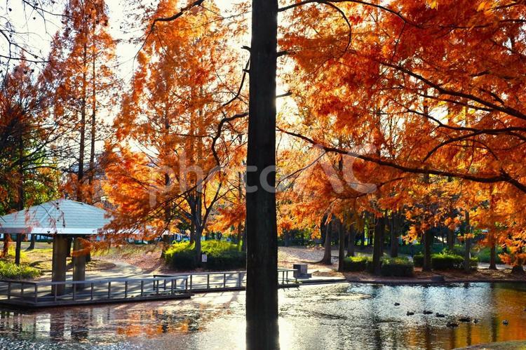 神宮東公園の池周辺の紅葉 神宮東公園,公共施設,秋の写真素材