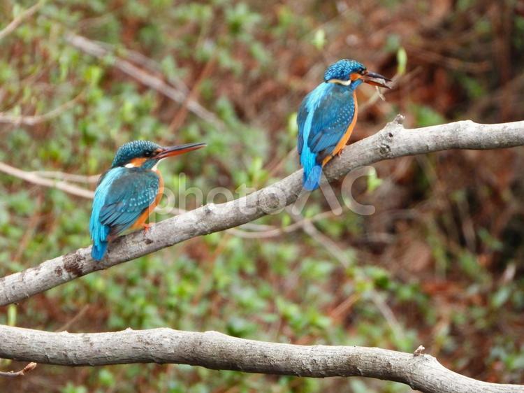 ２羽のカワセミ2 カワセミ,２羽,鳥の写真素材