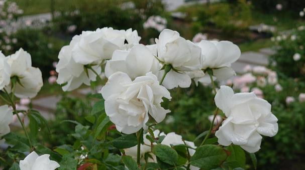雨の薔薇園 雨の薔薇園 大阪,中之島,雨の写真素材