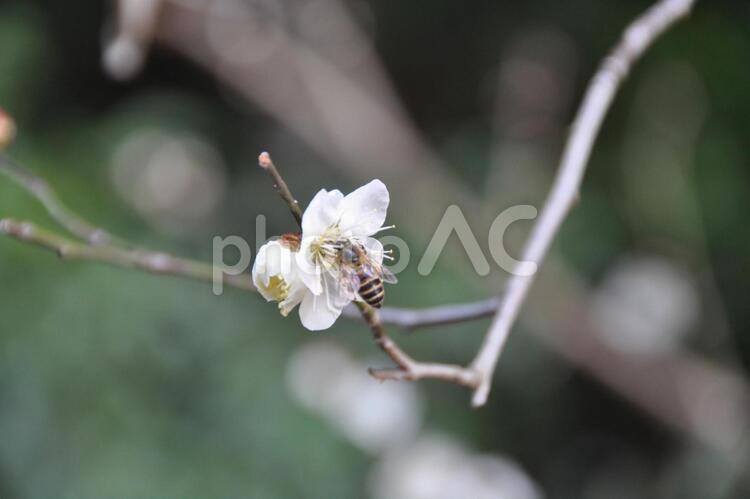 梅の蜜を集めるみつばち つぼみ,はち,ぼかしの写真素材