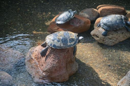 甲羅干しをしている亀 甲羅干しをしている亀 亀,水生生物,甲羅の写真素材