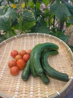 ミニトマトときゅうり ミニトマト,きゅうり,プチトマトの写真素材